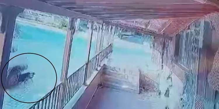 Sürücü yol ortasında yatan köpeğin üzerinden geçti
