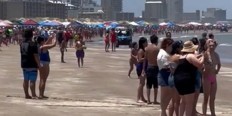 ABD’de plajda köpek balığı saldırısı