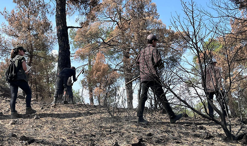 BURSA'NIN BÜYÜKORHAN İLÇESİNDE ORMANLIK ALANDA ÇIKAN YANGINDA ZARAR GÖREN ALANLARIN YENİDEN ORMANLAŞTIRILMASI İÇİN ÇALIŞMALARA BAŞLADI. ORMANA 380 BİN KIZILÇAM FİDAN DİKİMİ VE 880 KİLOGRAM KIZILÇAM TOHUMU TAKVİYESİ YAPILACAK. (İHA/BURSA-İHA)
Bursa'nın Büyükorhan ilçesinde ormanlık alanda çıkan yangında zarar gören alanların yeniden ormanlaştırılması için çalışmalara başladı. Ormana 380 bin kızılçam fidan dikimi ve 880 kilogram kızılçam tohumu takviyesi yapılacak.