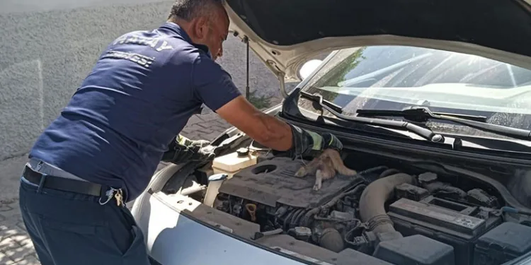 Araç motoruna sıkışan kediyi itfaiye kurtardı