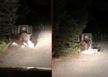 Uludağ’da aç kalan ayı yemek ararken görüntülendi