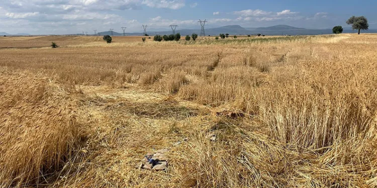 Konya’da buğday hırsızlığı