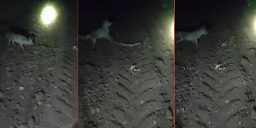 Tilkinin yılan avı görüntüsü belgeselleri aratmadı