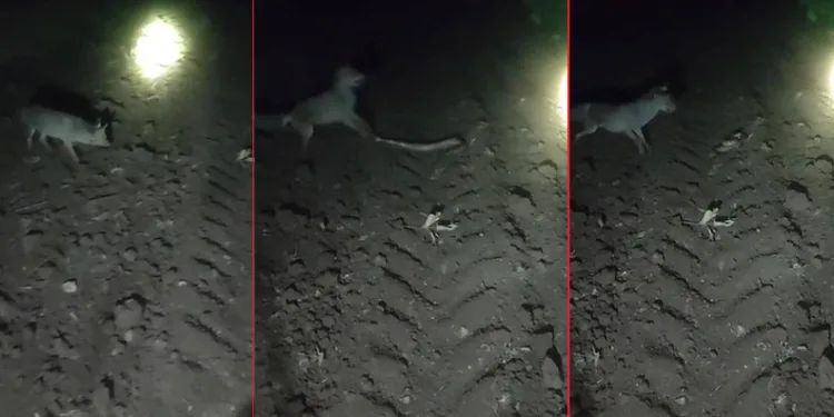 Tilkinin yılan avı görüntüsü belgeselleri aratmadı