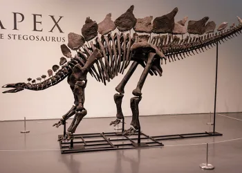 Dinozor iskeleti rekor fiyata satıldı