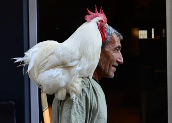 Horozunu omzunda taşıyor