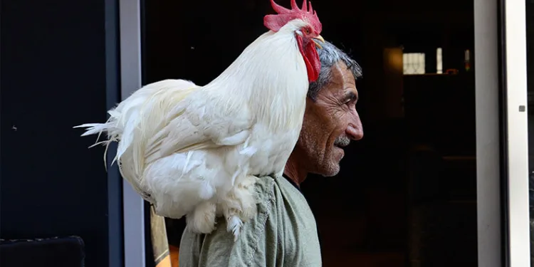 Horozunu omzunda taşıyor