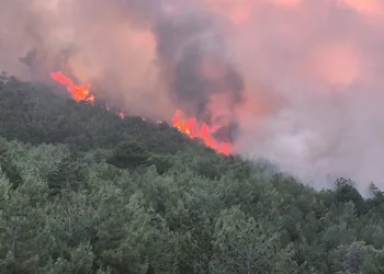 Çanakkale ve Uşak’ta orman yangını