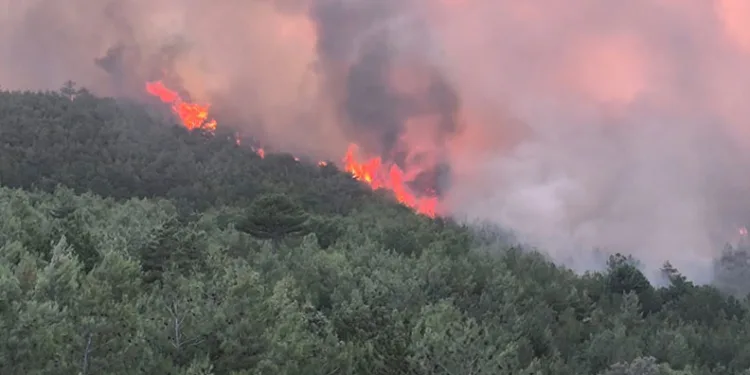 Çanakkale ve Uşak’ta orman yangını