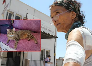 Besledikleri kedinin saldırısına uğrayan kadınlar hastanelik oldu