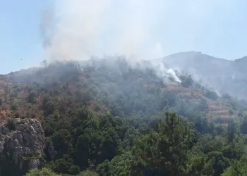 Mersin’de orman yangını