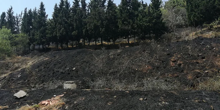 Sancaktepe’de ormanlık alanda yangın