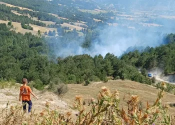 Bilecik’te orman yangını