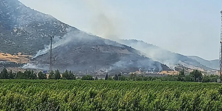 İzmir Selçuk’ta orman yangını