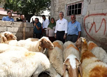 Belediyeden aldığı 16 koyunu 130’a çıkardı