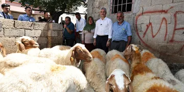 Belediyeden aldığı 16 koyunu 130’a çıkardı