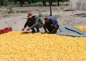 Kayısının dalından 115’den fazla ülkeye ihracat