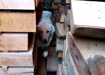 Bursa’da kerestelerin arasına sıkışan köpek kurtarıldı