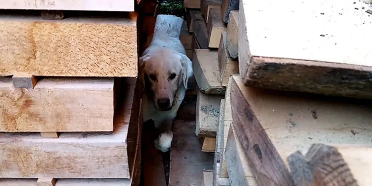 Bursa’da kerestelerin arasına sıkışan köpek kurtarıldı