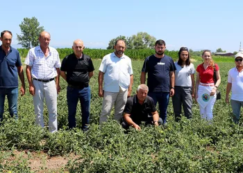 Karacabey ovasında fitotoksitite tehlikesi