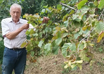 Giresun’da fındık işçisinin yevmiyesi belli oldu