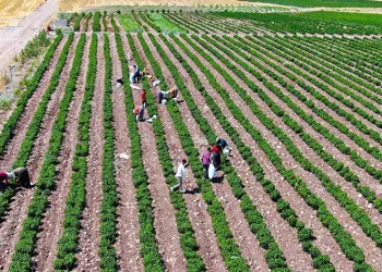 Üniversiteyi bıraktı, 60 kişiye ekmek kapısı oldu