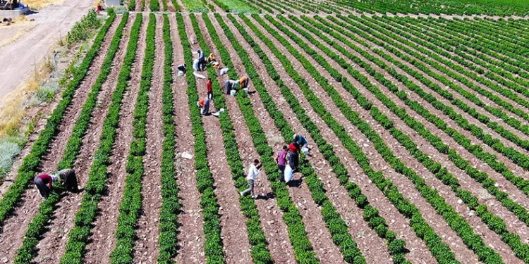 Üniversiteyi bıraktı, 60 kişiye ekmek kapısı oldu