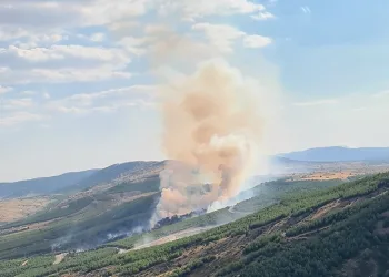 Çivril’deki yangında 8 hektar alan zarar gördü