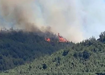 Hatay’da orman yangını