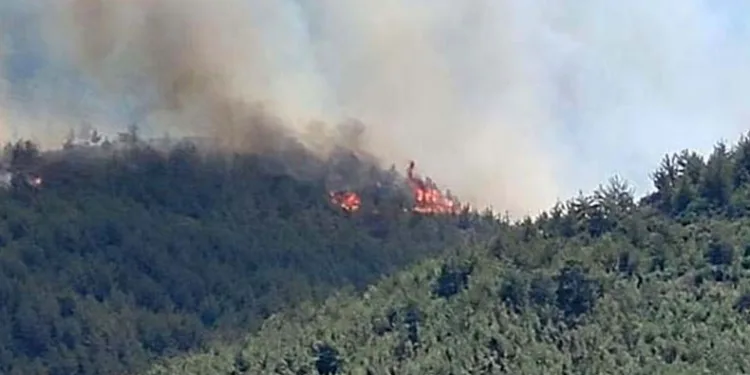 Hatay’da orman yangını