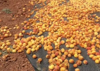 Domuz sürüsü tonlarca kayısıyı çöp etti
