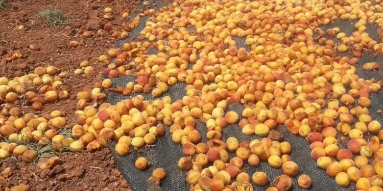 Domuz sürüsü tonlarca kayısıyı çöp etti