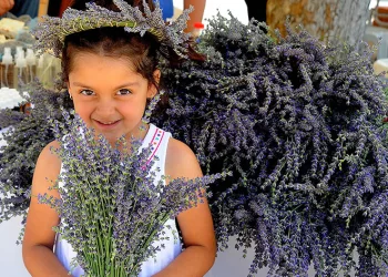 Seferihisar’da lavanta hasadı zamanı