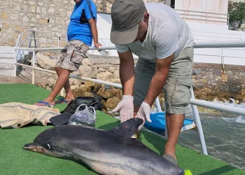 Kuşadası’nda ölü yunus karaya vurdu
