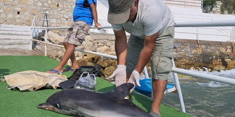 Kuşadası’nda ölü yunus karaya vurdu