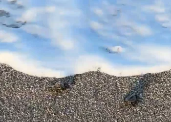 Alanya’da ilk yavru caretta carettalar denizle buluştu