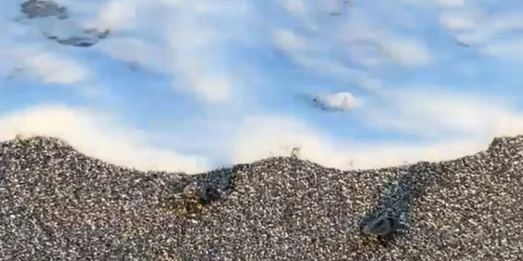Alanya’da ilk yavru caretta carettalar denizle buluştu