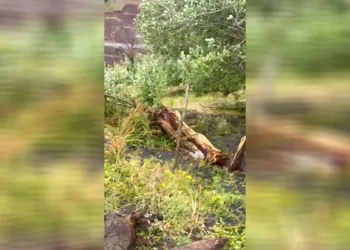 Tunceli’de şiddetli rüzgar hayatı felç etti
