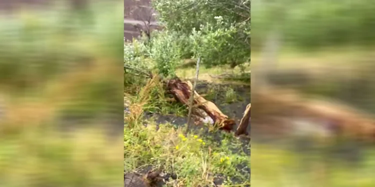 Tunceli’de şiddetli rüzgar hayatı felç etti