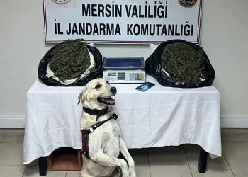 Jandarma 3 adrese baskın yaptı, 14 kilo esrar ele geçirdi
