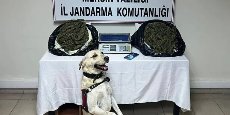 Jandarma 3 adrese baskın yaptı, 14 kilo esrar ele geçirdi