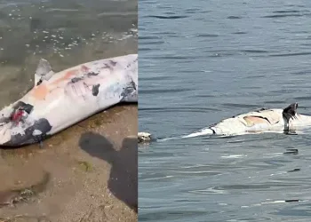 Yalova’da ölü yunus kıyıya vurdu