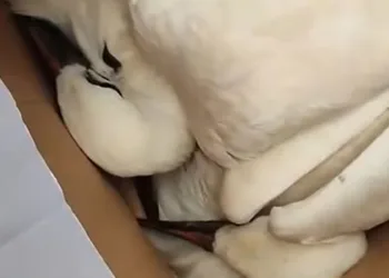Fırtına 3 yavru leyleği öksüz bıraktı