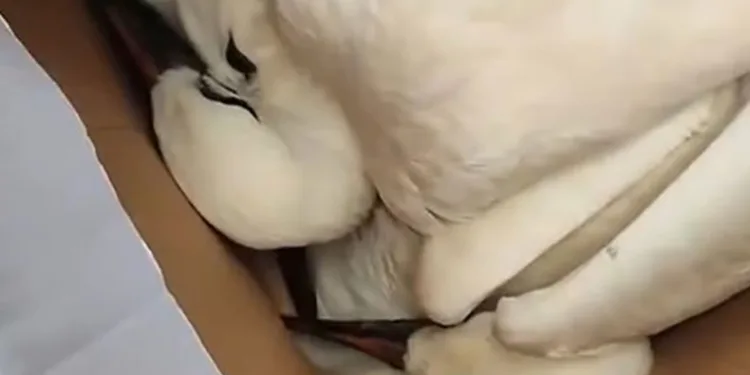 Fırtına 3 yavru leyleği öksüz bıraktı
