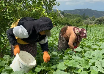 Kavurucu sıcakta 700 TL yevmiyeyle yapılan zorlu hasat