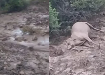 Sel ve fırtınada kaybolan inekler bulundu