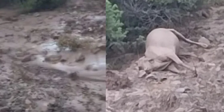 Sel ve fırtınada kaybolan inekler bulundu