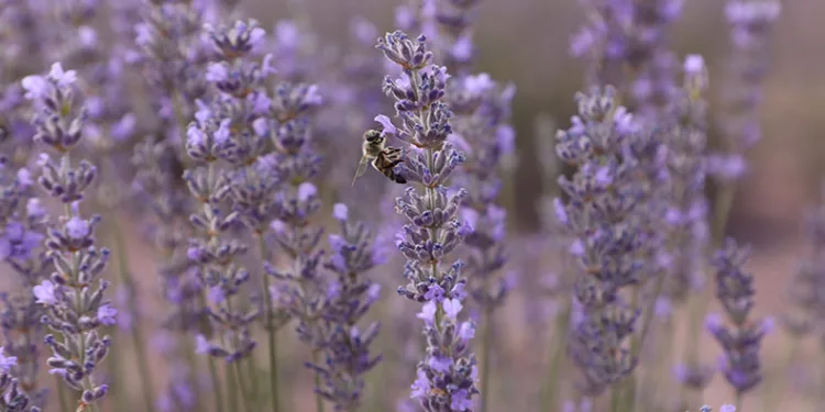 Karatay Lavanta Günleri başladı