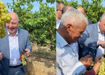 Vali Coşkun bağdan üzüm hasadı yaptı