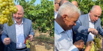 Vali Coşkun bağdan üzüm hasadı yaptı
